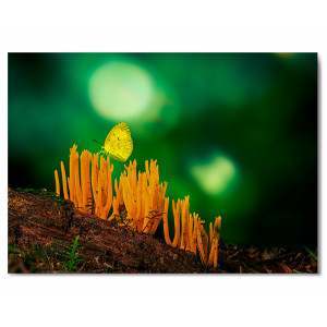 Картина «Чудесный лес» фото