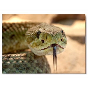 Картина «Змея» фото